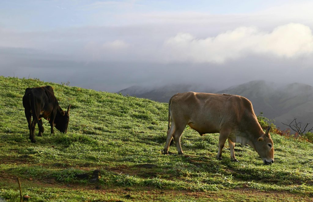 Stand-Alone Solar Systems for Cattle Stations and Remote Properties in Australia